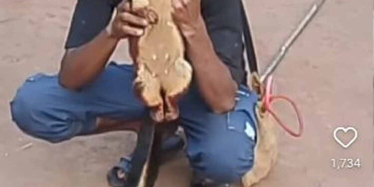 दुर्लभ गिलहरियों का शिकार पड़ा भारी: सोशल मीडिया बना शिकारी की गिरफ्तारी का कारण