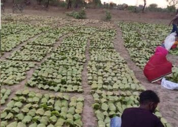 बारिश-ओलों की मार से तेंदूपत्ता खराब, मौसम की मार से संग्रहण भी प्रभावित