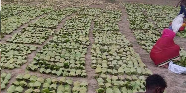 बारिश-ओलों की मार से तेंदूपत्ता खराब, मौसम की मार से संग्रहण भी प्रभावित