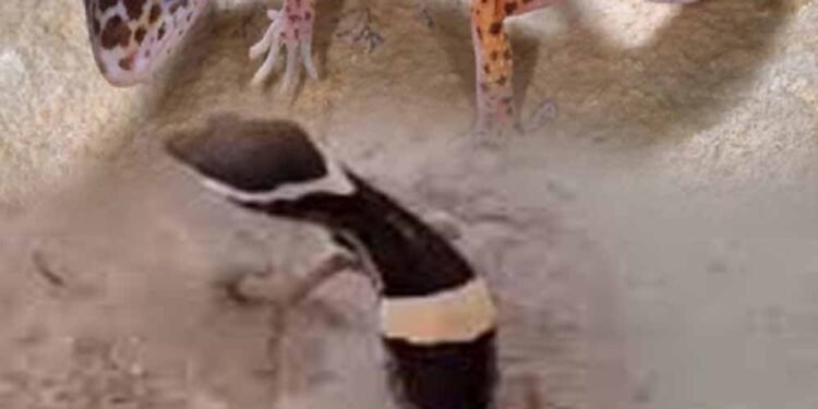 अबूझमाड़ के जंगलों में दिखा दुर्लभ लेपर्ड गेको, जवानों की नाइट पेट्रोलिंग में कैद हुआ अनोखा वीडियो