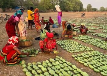 तेंदूपत्ता तुड़ाई से 31 हजार परिवारों को मिलेगा रोजगार, सरकार ने पूरी की सभी तैयारियां