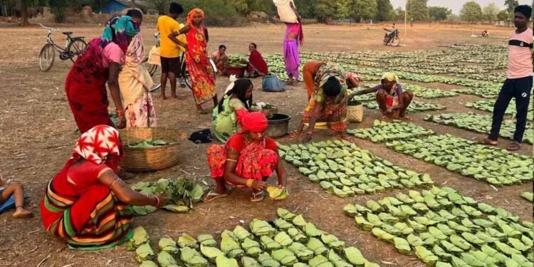 तेंदूपत्ता तुड़ाई से 31 हजार परिवारों को मिलेगा रोजगार, सरकार ने पूरी की सभी तैयारियां