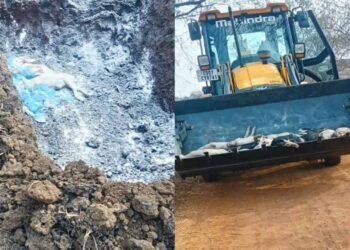 छत्तीसगढ़ में अफ्रीकन स्वाइन फीवर का कहर: 200 सूअरों की मौत, रिपोर्ट पॉजिटिव आते ही फार्म सील