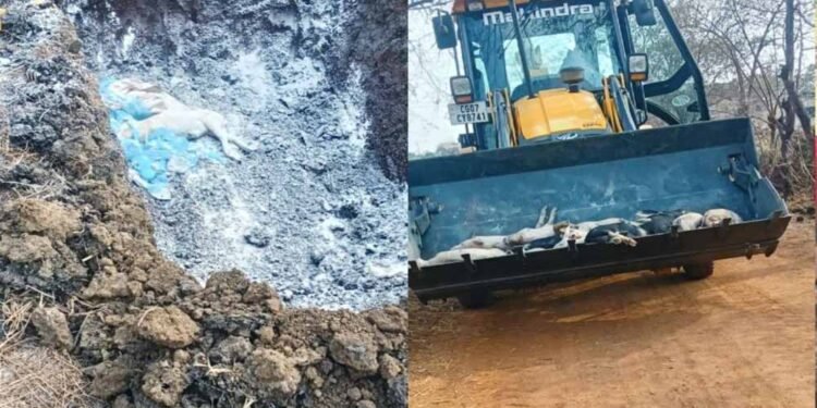 छत्तीसगढ़ में अफ्रीकन स्वाइन फीवर का कहर: 200 सूअरों की मौत, रिपोर्ट पॉजिटिव आते ही फार्म सील