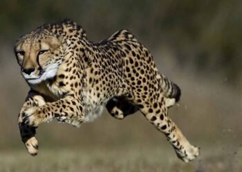 कूनो बना चीतों का ग्लोबल ब्रीडिंग सेंटर, 3 माह में 4 मादा चीता बनीं मां, प्रबंधन ने बदली रणनीति