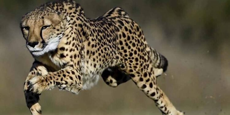कूनो बना चीतों का ग्लोबल ब्रीडिंग सेंटर, 3 माह में 4 मादा चीता बनीं मां, प्रबंधन ने बदली रणनीति