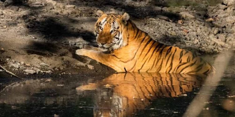 खिवनी अभयारण्य बनेगा वन्यजीव संरक्षण और इको-टूरिज्म का आदर्श मॉडल : मुख्यमंत्री डॉ. यादव