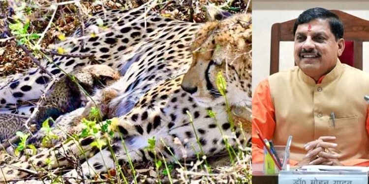 कूनो में खुशखबरी: मादा चीता गामिनी ने दिए 4 शावकों को जन्म, मुख्यमंत्री डॉ. यादव ने दी बधाई