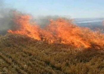 नरवाई जलाना खेत और सेहत दोनों के लिए हानिकारक : कृषि मंत्री कंषाना