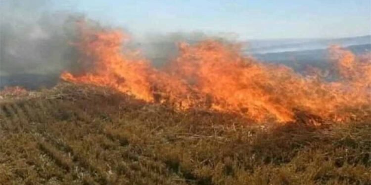 नरवाई जलाना खेत और सेहत दोनों के लिए हानिकारक : कृषि मंत्री कंषाना