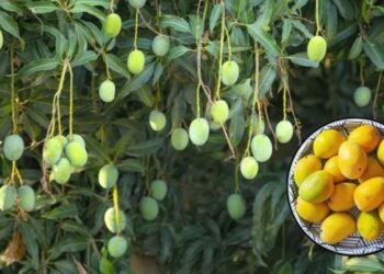 आम मौसम नहीं रहेगा खास, हर दो दिन में बदलाव, आंधी, बारिश और गर्मी से फसलें प्रभावित