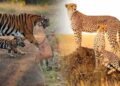 नौरादेही में टाइगर और चीता सुरक्षा के लिए पूर्व सैनिक होंगे जिम्मेदार, वन अपराध पर लगाम
