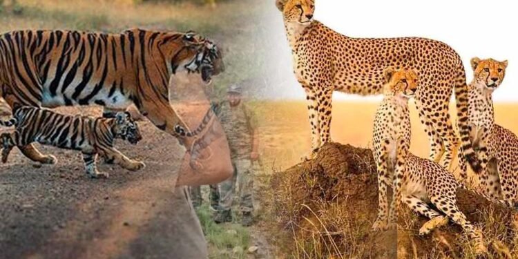 नौरादेही में टाइगर और चीता सुरक्षा के लिए पूर्व सैनिक होंगे जिम्मेदार, वन अपराध पर लगाम