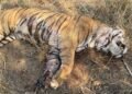 बांधवगढ़ टाइगर रिजर्व में मृत पाये गए नर बाघ का हुआ पोस्टमॉर्टम