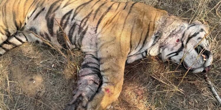 बांधवगढ़ टाइगर रिजर्व में मृत पाये गए नर बाघ का हुआ पोस्टमॉर्टम