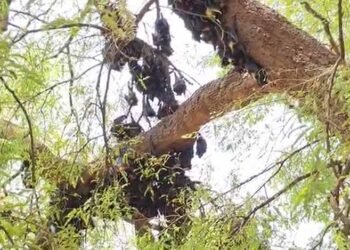 छत्तीसगढ़ में गर्मी का कहर, हीट स्ट्रोक से 500 से ज्यादा चमगादड़ों की मौत