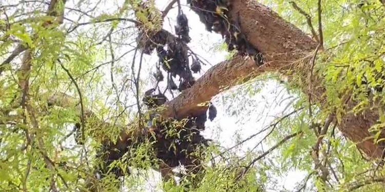 छत्तीसगढ़ में गर्मी का कहर, हीट स्ट्रोक से 500 से ज्यादा चमगादड़ों की मौत