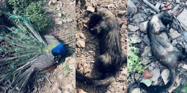 खैरागढ़ के दल्लीखोली जंगल में वन्यजीवों की रहस्यमयी मौत, जलस्रोत के पास मिले मोर समेत कई शव