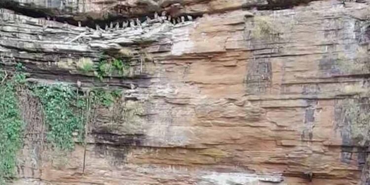 प्रदेश व्यापी ग्रीष्मकालीन गिद्ध गणना 2026-27 हुई ऑनलाइन गिद्ध गणना में लगभग 10 हजार 742 गिद्ध पाये गये