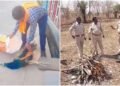 रतलाम में मोर की मौत पर उठे सवाल, बिना पोस्टमार्टम कर दी अंत्येष्टि