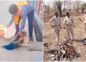रतलाम में मोर की मौत पर उठे सवाल, बिना पोस्टमार्टम कर दी अंत्येष्टि