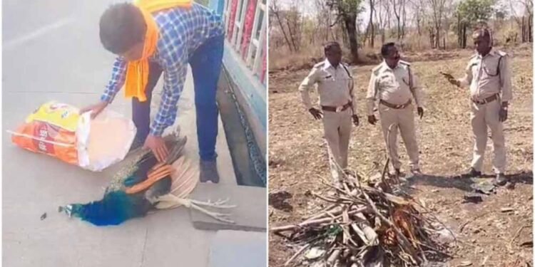 रतलाम में मोर की मौत पर उठे सवाल, बिना पोस्टमार्टम कर दी अंत्येष्टि