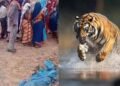 बांधवगढ़ में खूनी बाघ का आतंक! घर में घुसकर महिला को मार डाला, 3 परिजन घायल