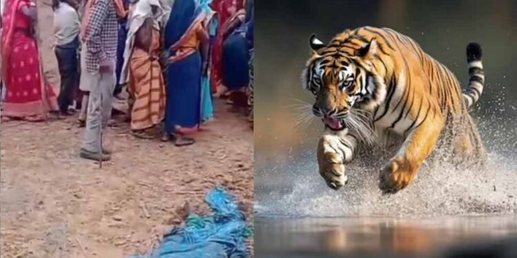 बांधवगढ़ में खूनी बाघ का आतंक! घर में घुसकर महिला को मार डाला, 3 परिजन घायल