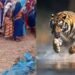 बांधवगढ़ में खूनी बाघ का आतंक! घर में घुसकर महिला को मार डाला, 3 परिजन घायल
