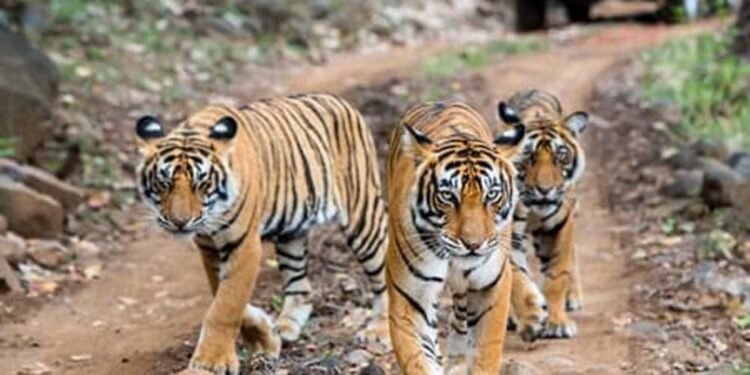पेंच टाइगर रिजर्व में पेंच एडवांस वार्निंग सिस्टम से होगी वन्यजीव संरक्षण की निगरानी