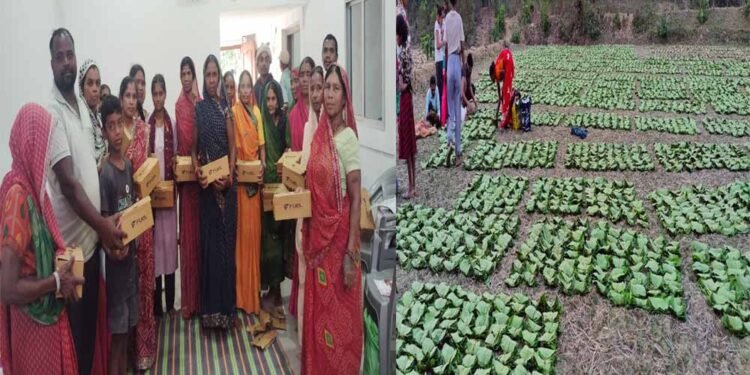 तेन्दूपत्ता से बदली जिंदगी, बढ़ी आय और सम्मान बढ़ी आय और सम्मान