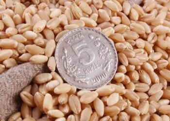 एमपी के किसानों को बड़ा झटका: FCI ने 17 हजार मीट्रिक टन गेहूं किया रिजेक्ट