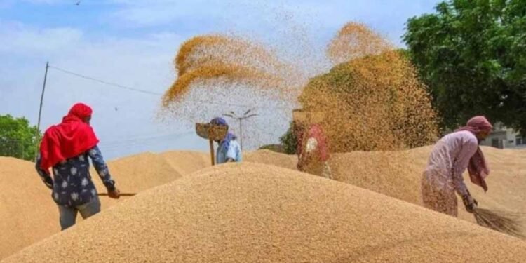 अब तक 90 लाख मीट्रिक टन से अधिक हुआ गेहूँ का उपार्जन : खाद्य मंत्री राजपूत