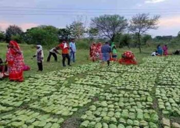 तेंदूपत्ता संग्राहकों के खातों में पहुंचे 12 करोड़, हजारों परिवारों के चेहरे पर लौटी मुस्कान