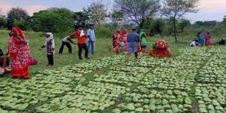 तेंदूपत्ता संग्राहकों के खातों में पहुंचे 12 करोड़, हजारों परिवारों के चेहरे पर लौटी मुस्कान