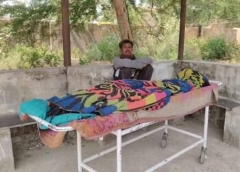 धमतरी में मधुमक्खियों का कहर, हमले में सास की मौत; दामाद की हालत गंभीर
