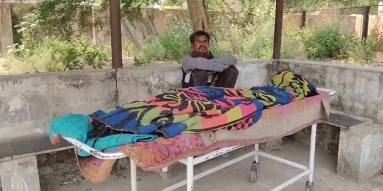 धमतरी में मधुमक्खियों का कहर, हमले में सास की मौत; दामाद की हालत गंभीर