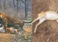 कटनी के जंगल में तालाब में जहर घोलने से 14 चीतल-सांभरों की मौत, बाघों पर भी मंडराया खतरा