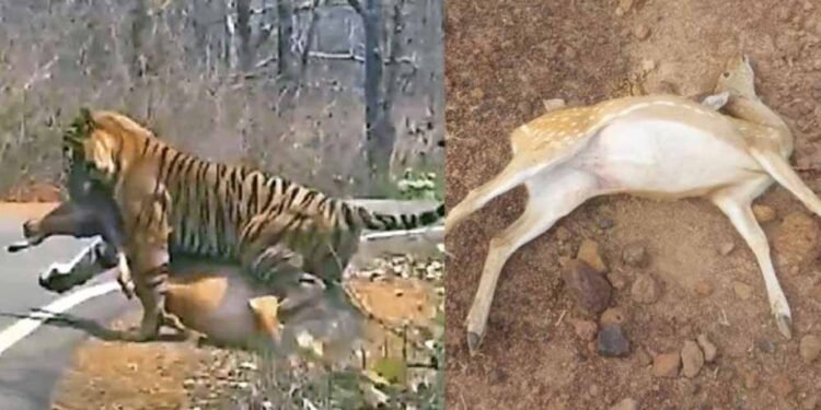 कटनी के जंगल में तालाब में जहर घोलने से 14 चीतल-सांभरों की मौत, बाघों पर भी मंडराया खतरा