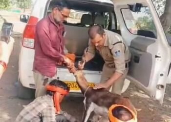 गुना के डायल-112 हीरोज घायल हिरण के शावक को सुरक्षित वन विभाग के सुपुर्द किया