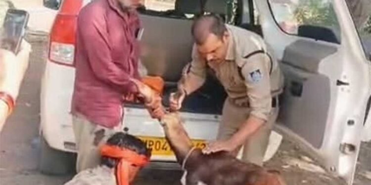 गुना के डायल-112 हीरोज घायल हिरण के शावक को सुरक्षित वन विभाग के सुपुर्द किया