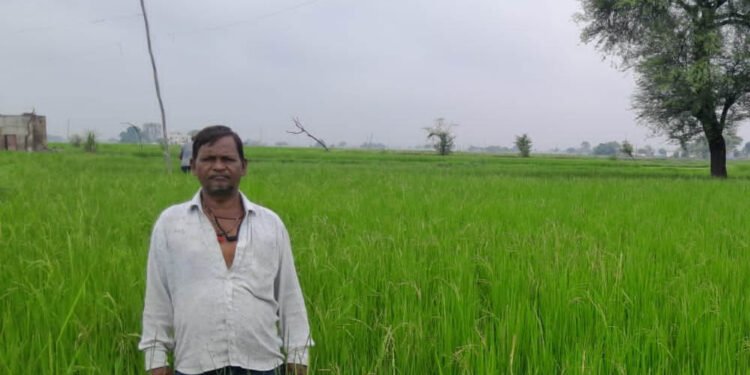 गलत धान बीज से किसानों की लाखों की फसल चौपट, फर्म संचालक पर कार्रवाई की मांग