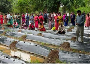 ​रायपुर : ​जलवायु परिवर्तन के दौर में किसानों के लिए वरदान बनेगी ग्राफ्टेड सब्जी: धमतरी में वैज्ञानिक प्रशिक्षण संपन्न