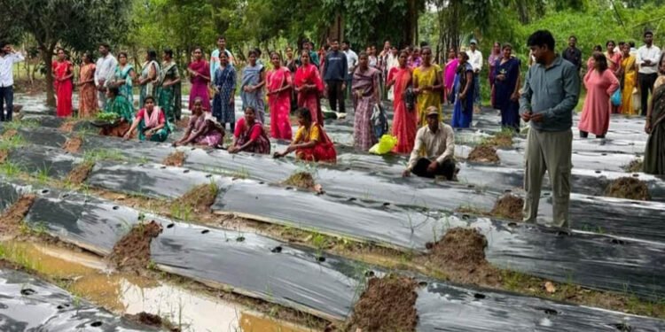 ​रायपुर : ​जलवायु परिवर्तन के दौर में किसानों के लिए वरदान बनेगी ग्राफ्टेड सब्जी: धमतरी में वैज्ञानिक प्रशिक्षण संपन्न