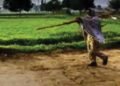 CG में बारिश थमते ही खेती पर असर, बोवनी और रोपाई का काम हुआ प्रभावित