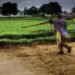 CG में बारिश थमते ही खेती पर असर, बोवनी और रोपाई का काम हुआ प्रभावित
