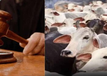 जब्त मवेशियों की कस्टडी पर बड़ा फैसला आएगा, हाईकोर्ट तय करेगी कोर्ट के अधिकार