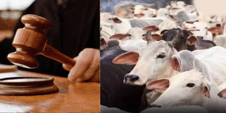 जब्त मवेशियों की कस्टडी पर बड़ा फैसला आएगा, हाईकोर्ट तय करेगी कोर्ट के अधिकार