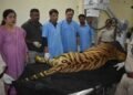 खिवनी अभयारण्य से लाए गए घायल बाघ “युवराज” का वन विहार में हो रहा उपचार