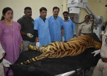 खिवनी अभयारण्य से लाए गए घायल बाघ “युवराज” का वन विहार में हो रहा उपचार